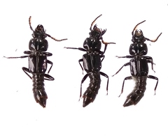 Osoriinae