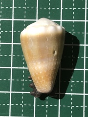 Conus lividus