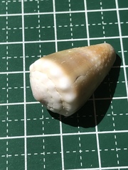 Conus lividus