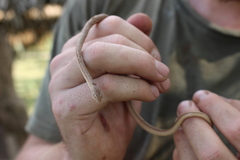 Thamnodynastes pallidus