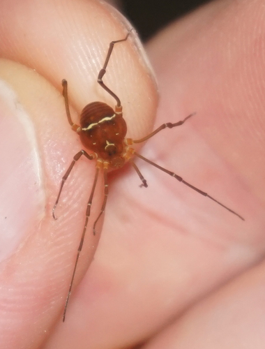 Say's Armored Harvestman