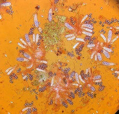 Saccobolus michiganensis