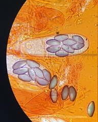 Saccobolus michiganensis