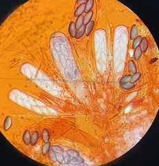Saccobolus michiganensis