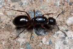 Camponotus dumetorum