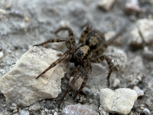 Emerton's Wolf Spider