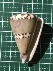 Conus capitaneus