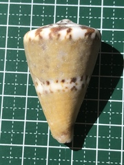 Conus capitaneus
