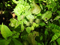 Acalypha alopecuroidea