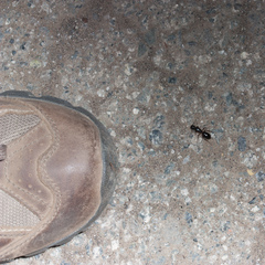 Camponotus dumetorum