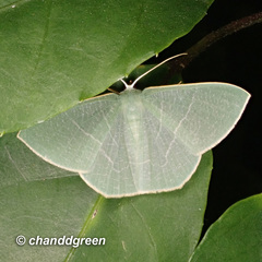 Pelagodes antiquadraria