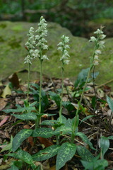 Goodyera daibuzanensis