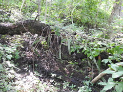 Selenicereus ocamponis