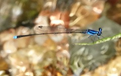 Prodasineura laidlawii