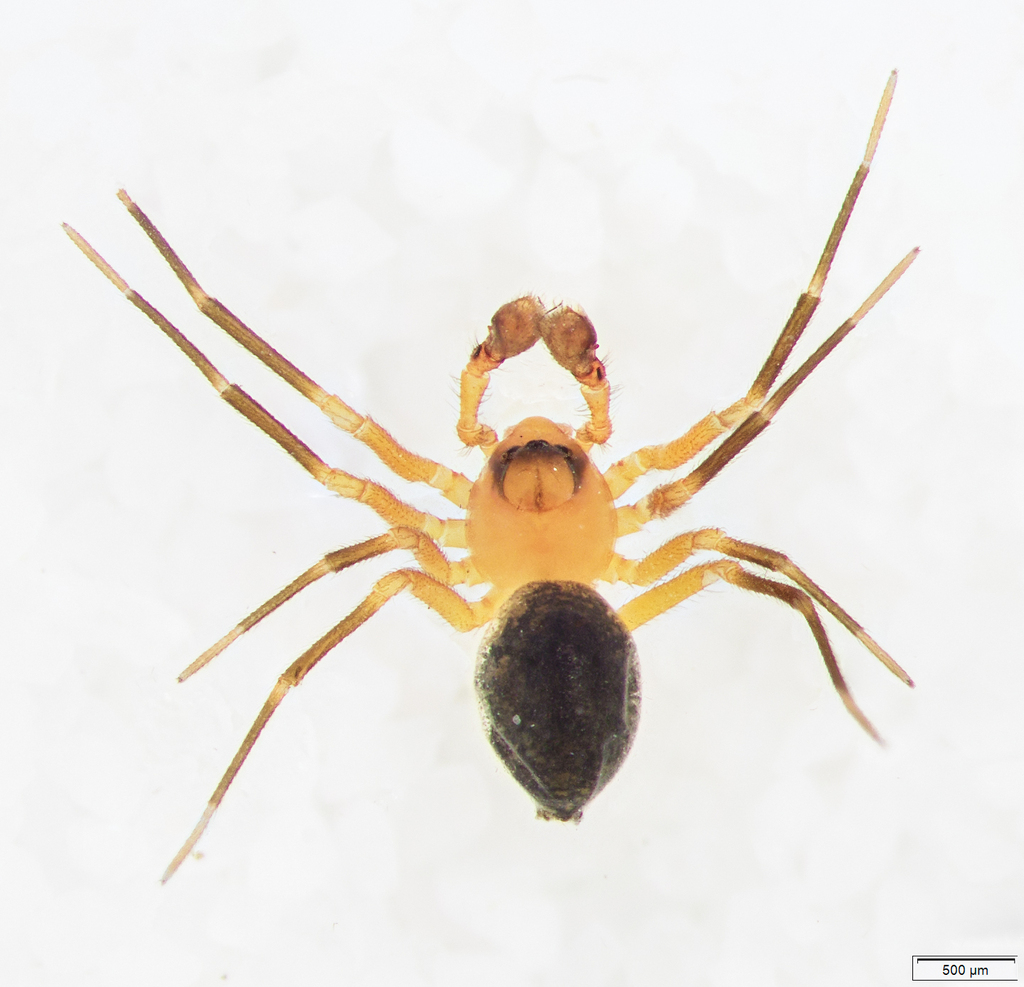 Dismodicus alticeps