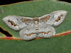 Dithalama cosmospila