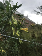 Nicotiana glauca