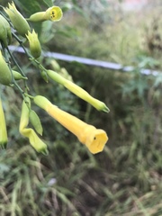 Nicotiana glauca