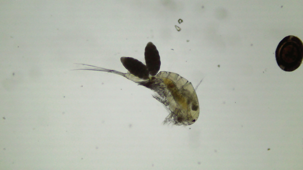 Eucyclops speratus speratus