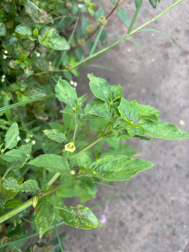 cutleaf groundcherry