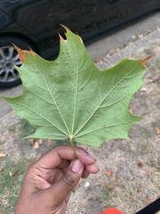 Acer platanoides
