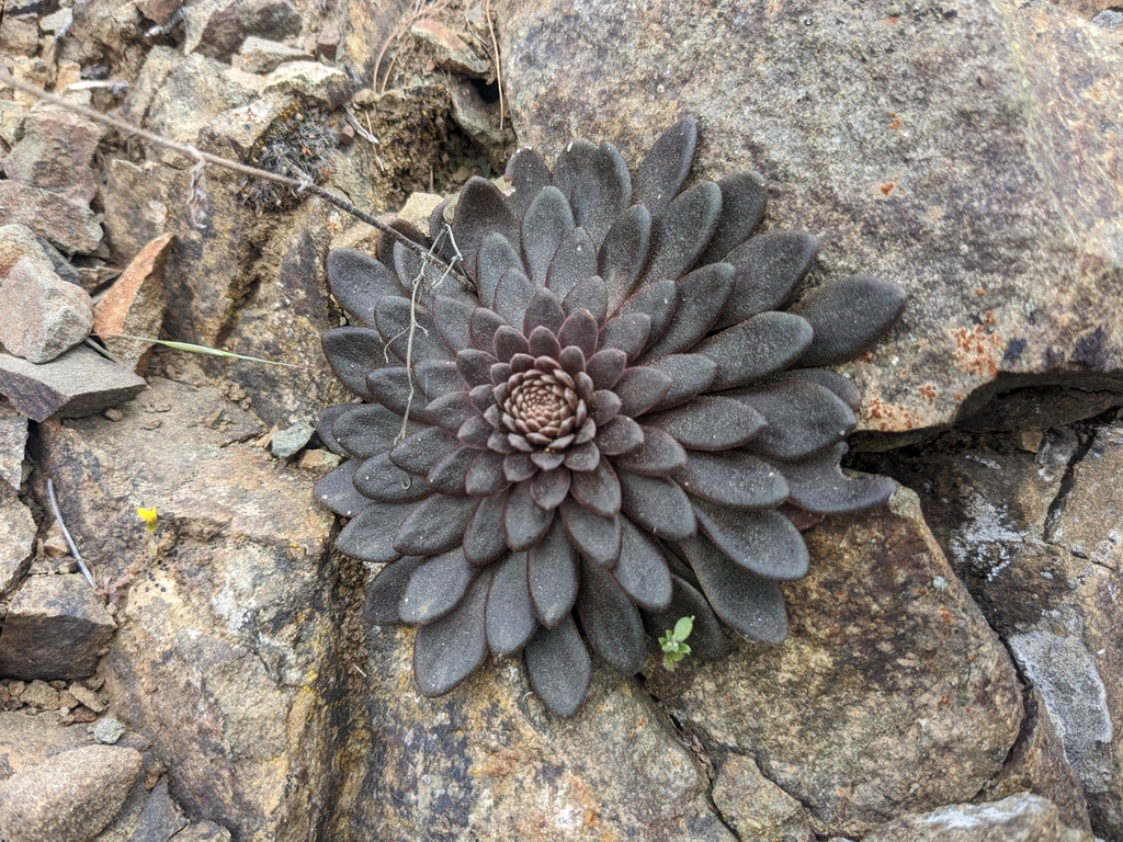Sedum cyprium