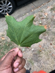Acer platanoides