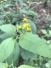 Greenmaniella resinosa