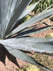 Agave