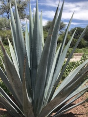 Agave