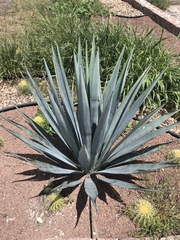 Agave