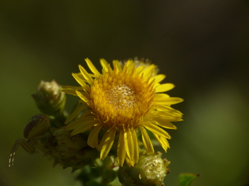 Pentanema spiraeifolium, photograph 6
