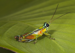 Leioscapheus