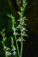 Goodyera daibuzanensis