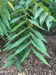 Juglans nigra