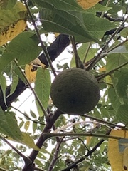 Juglans nigra