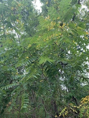 Juglans nigra