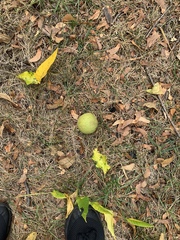Juglans nigra