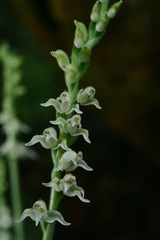Goodyera daibuzanensis