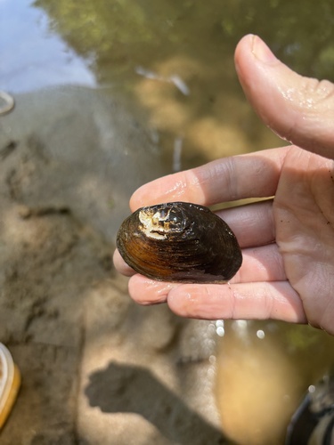 taxonomy_inaturalist image for Fusconaia masoni