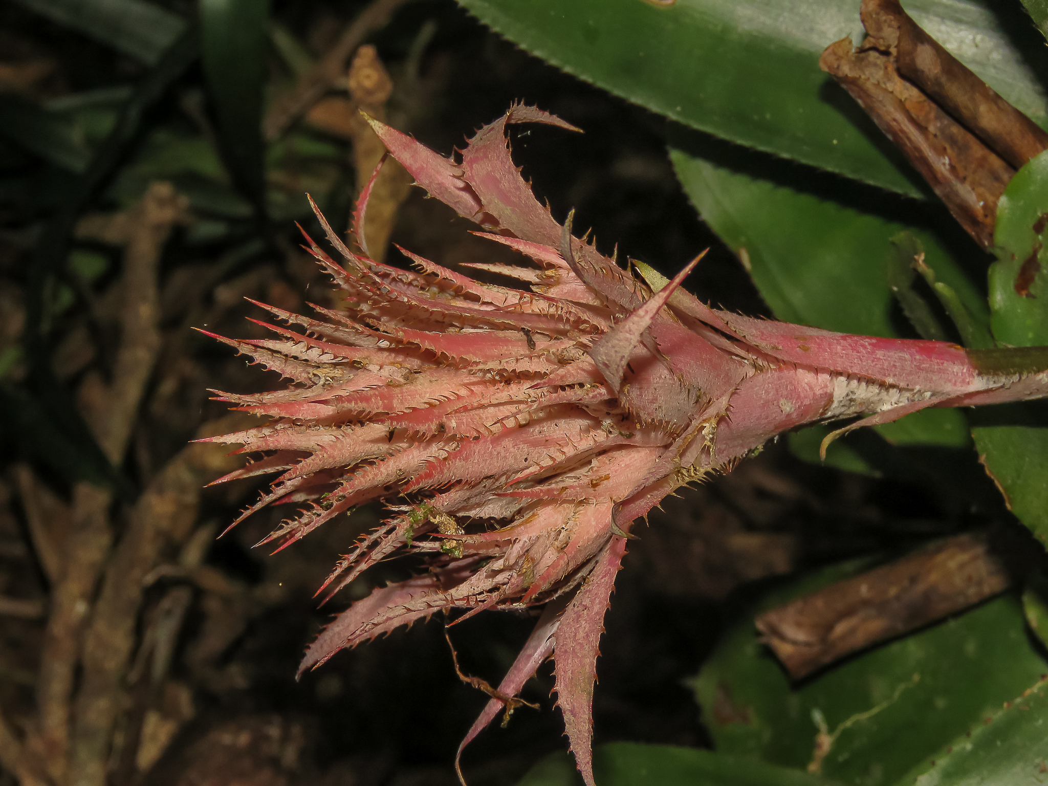 Urnplant (Aechmea fasciata)