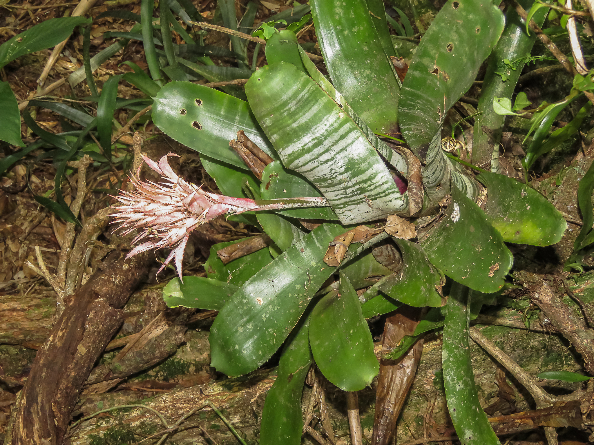 Imagem de Bromélia
