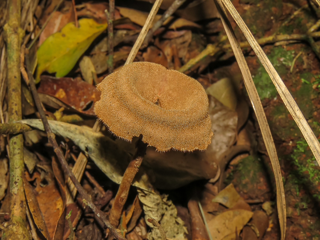 Panus velutinus · June 2025 · photo: © diogoluiz (iNaturalist, cc-by)
