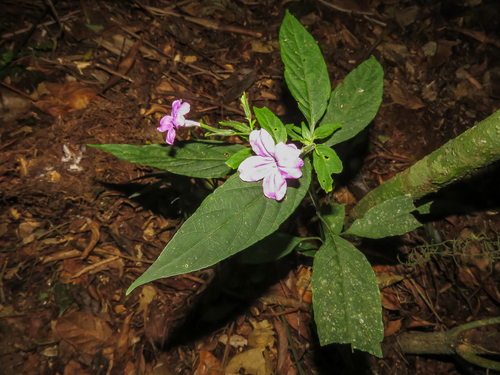 Ruellia solitaria, photograph 1
