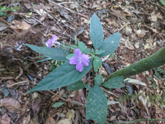 Ruellia solitaria