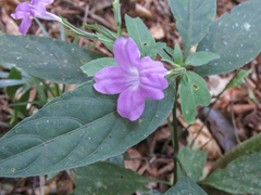 Ruellia solitaria, photograph (c) Diogo Luiz, some rights reserved (CC BY)