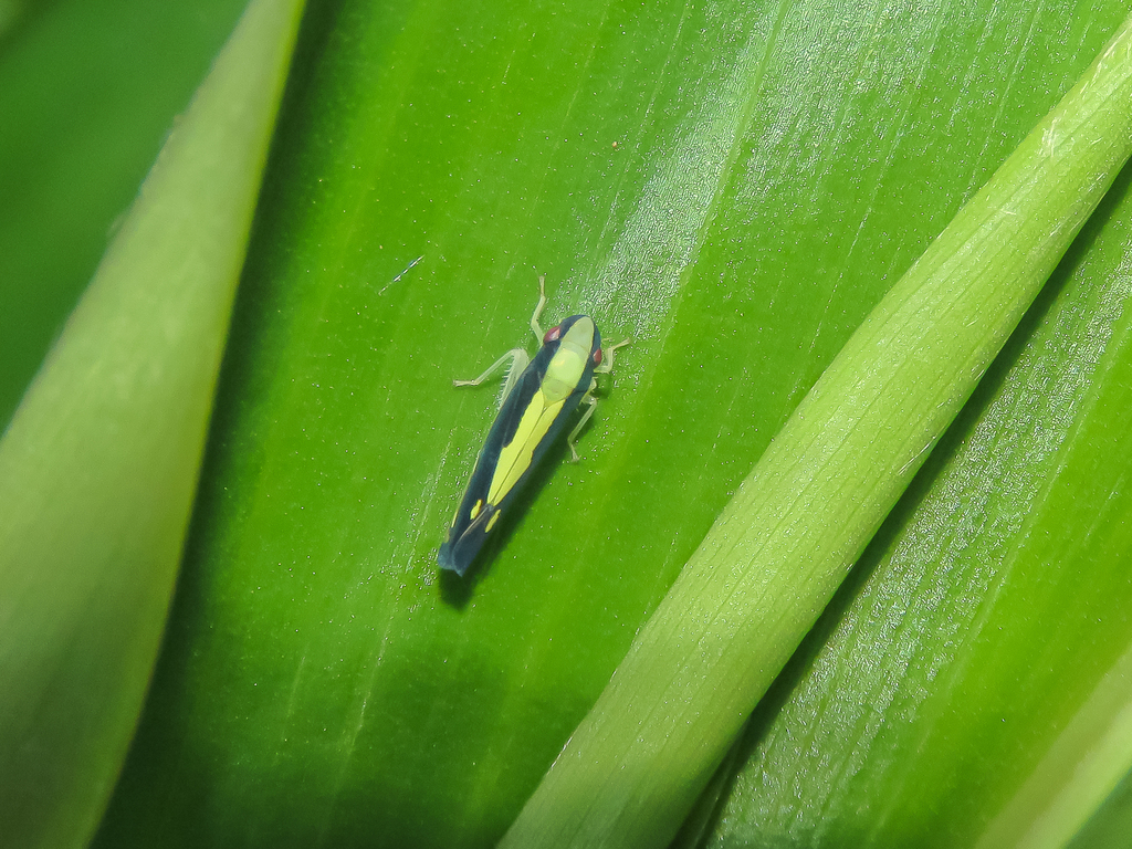 Neodayoungia xanthonota