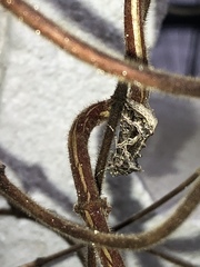 Thysanoplusia daubei