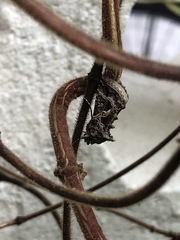 Thysanoplusia daubei