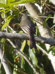 Contopus hispaniolensis